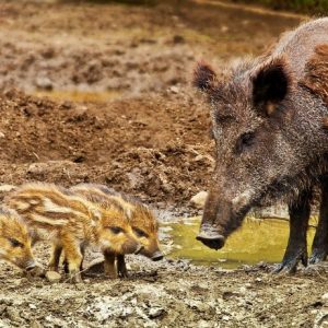 Wild boar surround woman near Rome and steal her shopping