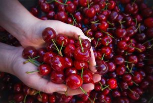 World's heaviest cherry farmed in Italy