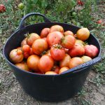 migrant farm worker dies after harvesting tomatoes