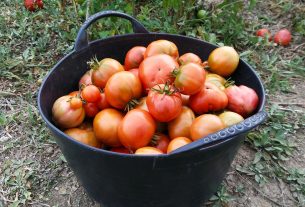 migrant farm worker dies after harvesting tomatoes