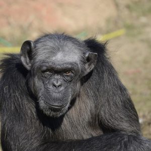 Judy the chimp dies aged 49. No copyright infringement intended