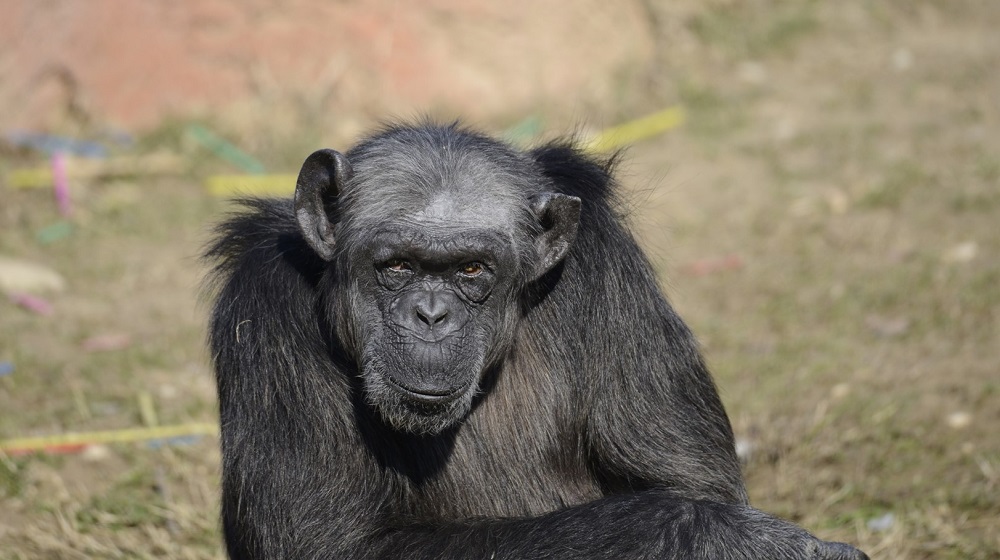 Judy the chimp dies aged 49. No copyright infringement intended