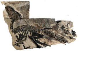 Dinosaurs discovered in Italy. Image courtesy of https://www.nature.com/articles/s41598-021-02490-x#Fig2
