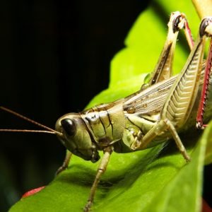 Plague of locusts on Sardinia