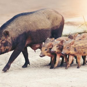 Wild boar with piglets in the city