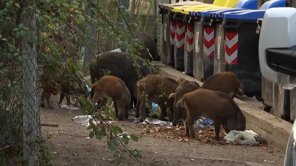 wild boar in Rome found with African swine fever