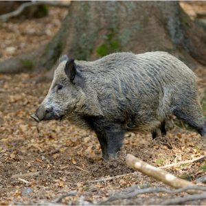 Plan to cull wild boar due to African Swine Fever outbreak
