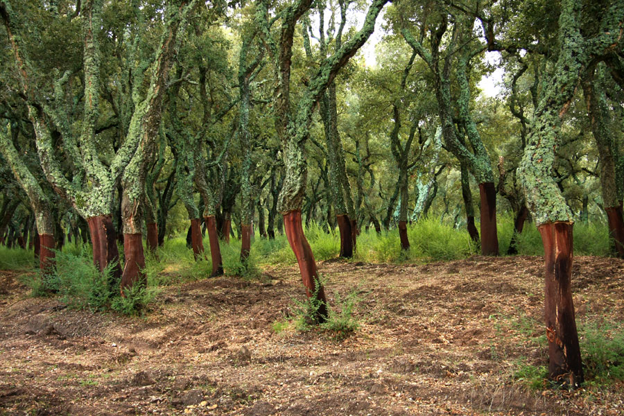 Cork tree forest in Sardinia - agriculture