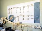 Pompeii- restoration of Mauiri's horse skeleton
