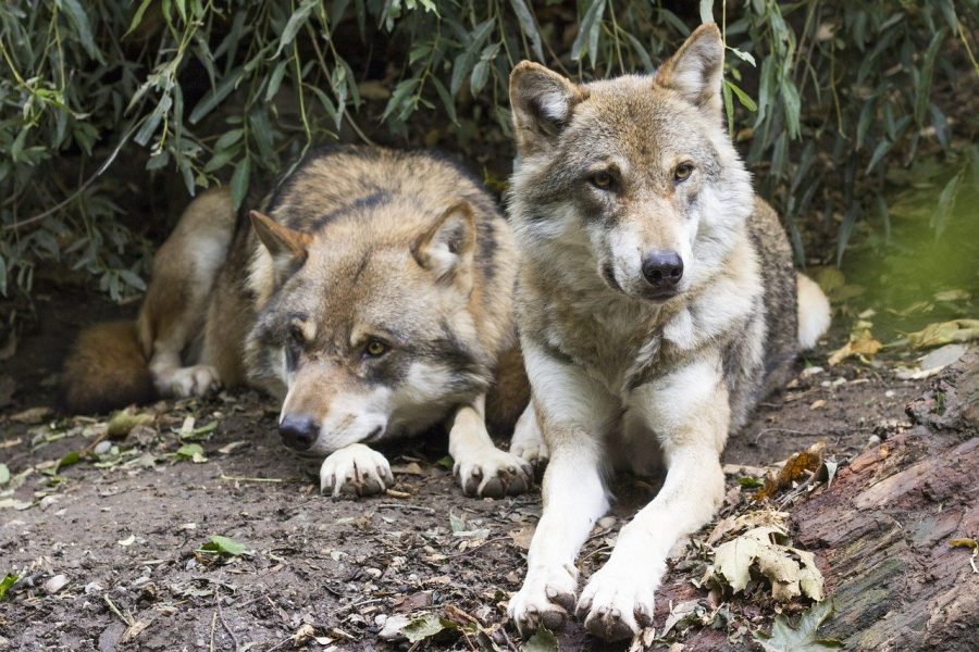 Wolves poisoned in Italy