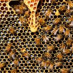 Italian honey harvest halved