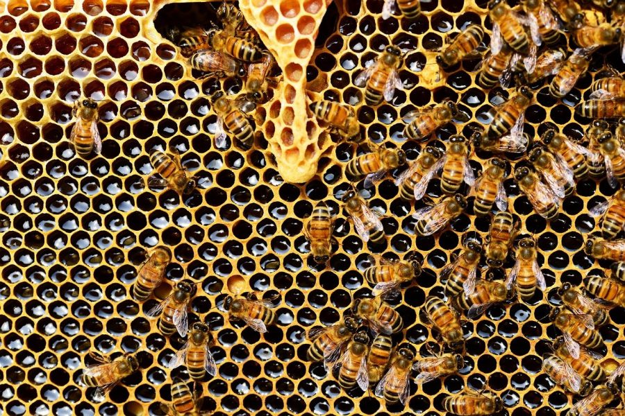 Italian honey harvest halved