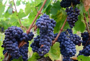 Grape harvest Tuscany Italy