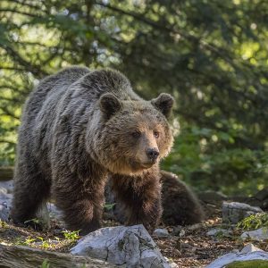 Eurasion Brown bear pictured. Jogger killed by bear