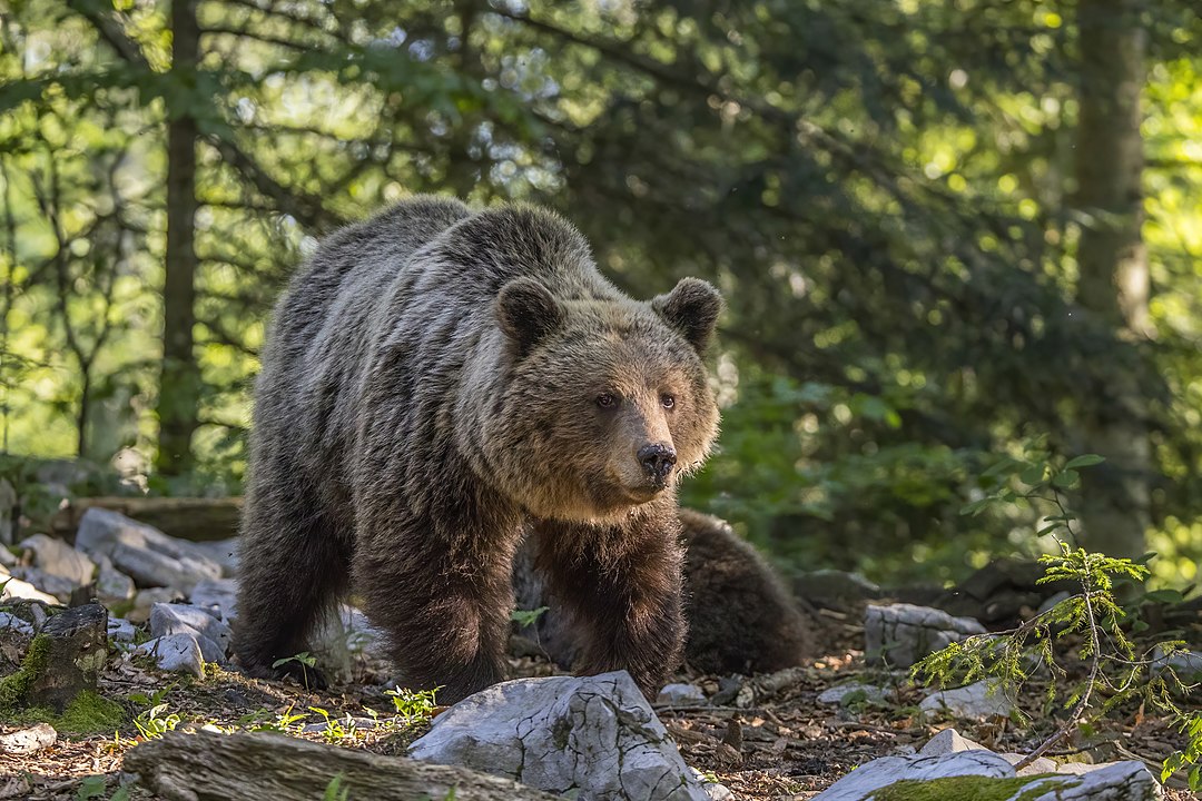 Eurasion Brown bear pictured. Jogger killed by bear
