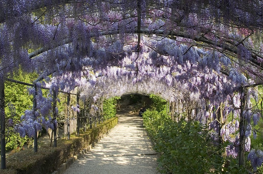 Bardini Garden, wisteria