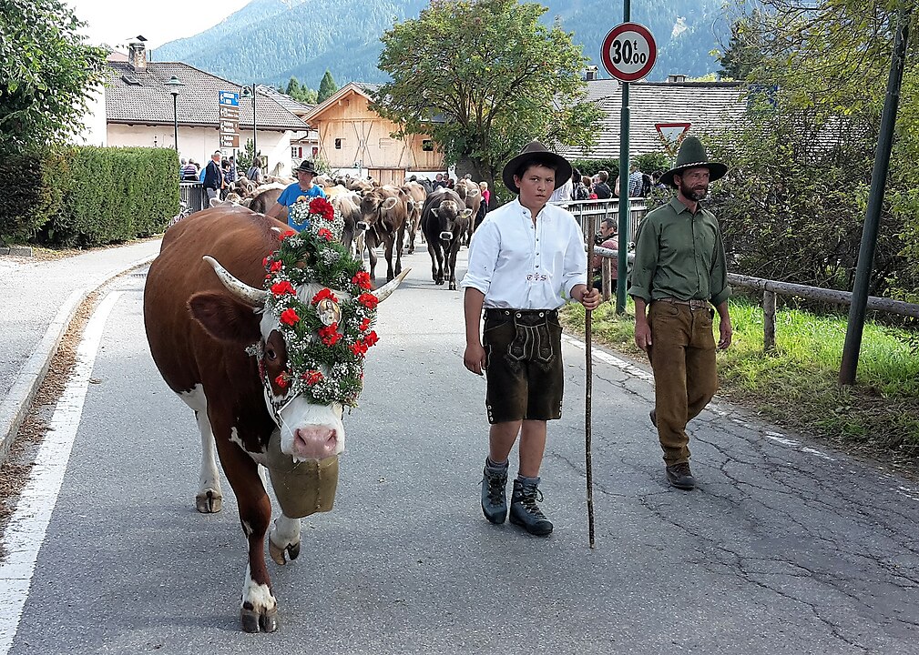 Transhumance in Italy. Cow being driven through South Tyrol, Italy as they move to better pastures.