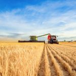 cereal harvest