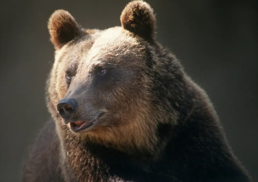 Marsican Brown bear - a female bear shot dead left two cubs