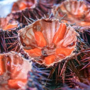 Sicilian sea urchin numbers are dwindling due to its culinary popularity