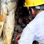 unearthing the Apollo statue at San Casciano dei Bagni
