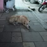 Dog poo law causes controversy in Bolzano