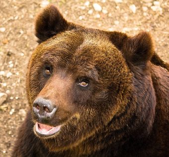 File footage of Marsican brown bear called Sandrino. this is not the Bear M90 euthanised. However, it is the same species. Image: Marco Tersigni - Flickr under creative commons licence
