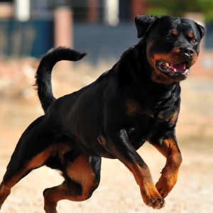 Image of a Rottweiler. A joggers was mauled to death by three dogs identified as Rottweilers