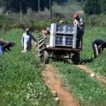 Image shows migrant farm workers in Italy. Satnam Singh was left at the roadside with a severed arm following a work accident