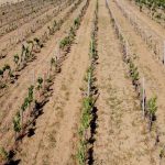 Sicilian vineyards at risk due to drought situation. Photo source: Cia Sicilia Occidentale