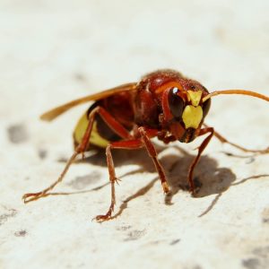 Vespa Orientalis is threatening Italy's beehives