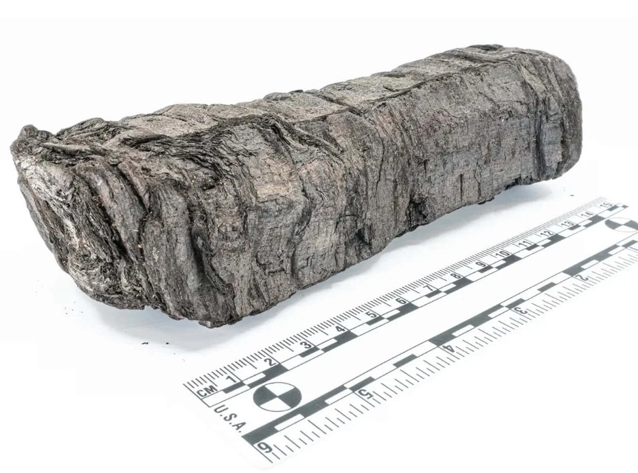 Exterior of scroll PHerc. 172. Credit: Vesuvius Challenge