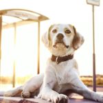 Pets travel in Italy