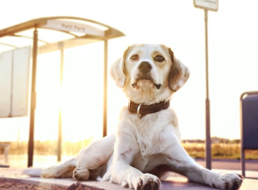 Pets travel in Italy