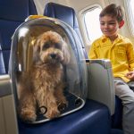 Large dogs can fly in cabin on Italian flights
