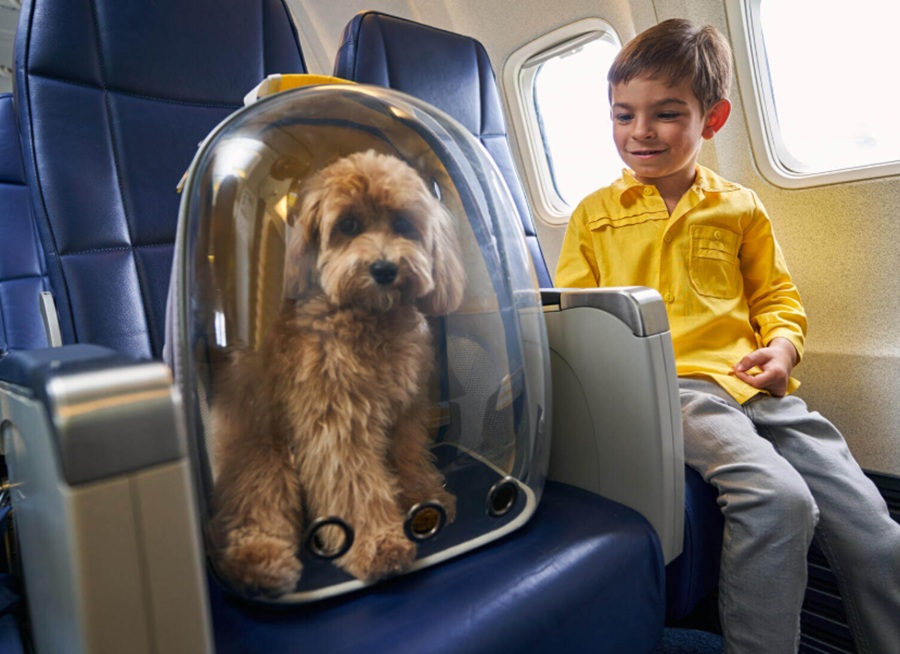 Large dogs can fly in cabin on Italian flights