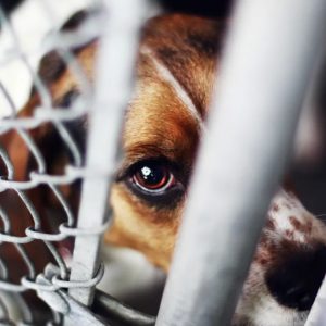 The Brambilla Law gives animals new legal status. Image: Getty Images