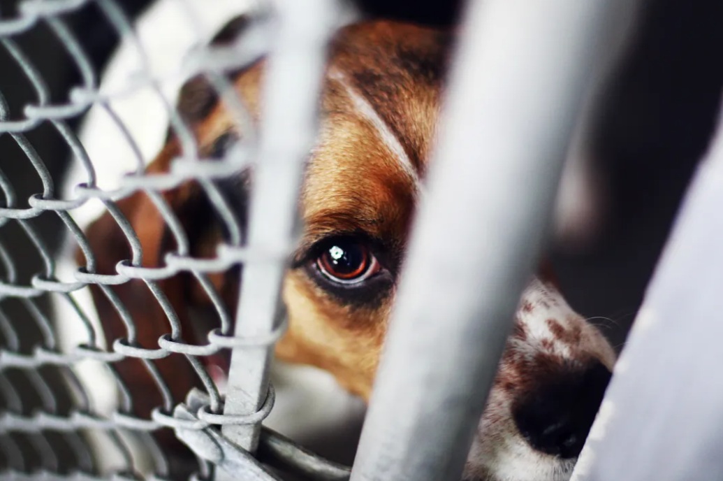 The Brambilla Law gives animals new legal status. Image: Getty Images