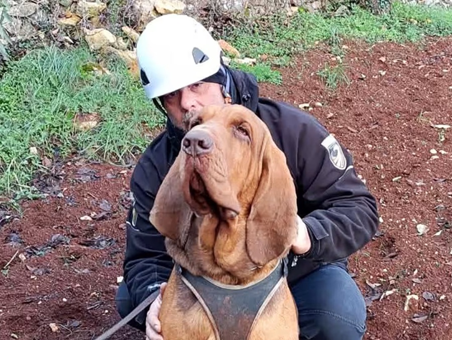Bruno the sniffer dog murdered with nail-filled sausages. Image credit: Arcangelo Caressa / via Facebook