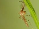 West Nile virus mosquito - the virus is spreading across Europe