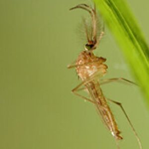 West Nile virus mosquito - the virus is spreading across Europe