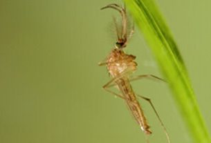 West Nile virus mosquito - the virus is spreading across Europe