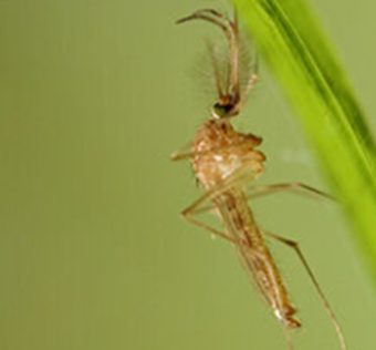 West Nile virus mosquito - the virus is spreading across Europe