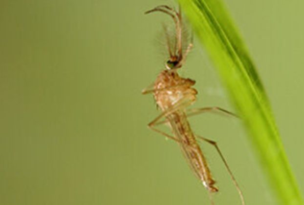 West Nile virus mosquito - the virus is spreading across Europe