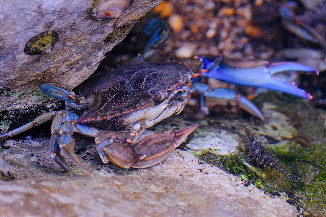 Blue Crab in Adriatic Sea. By WitherSweat - Own work, CC BY-SA 4.0, https://commons.wikimedia.org/w/index.php?curid=167753329