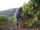 Harvesting grapes by hand in the autumn on Sicily Fabio Ingrosso, CC BY 2.0 , via Wikimedia Commons