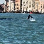 Mimmo the dolphin in Venice