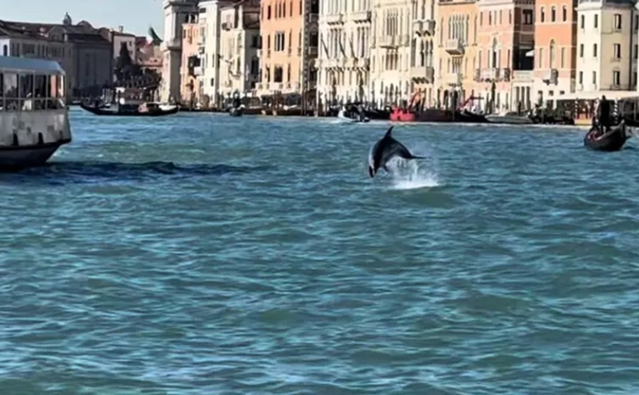 Mimmo the dolphin in Venice