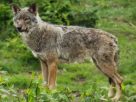 Italian wolf population increasing. Image credit: https://animalia.bio/