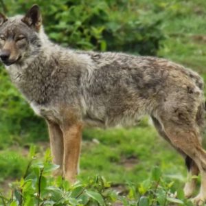Italian wolf population increasing. Image credit: https://animalia.bio/